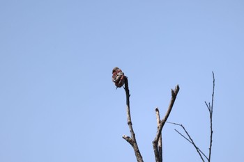 Siberian Long-tailed Rosefinch 札幌モエレ沼公園 Thu, 5/11/2023