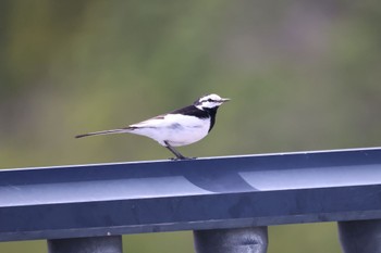 White Wagtail 札幌モエレ沼公園 Thu, 5/11/2023