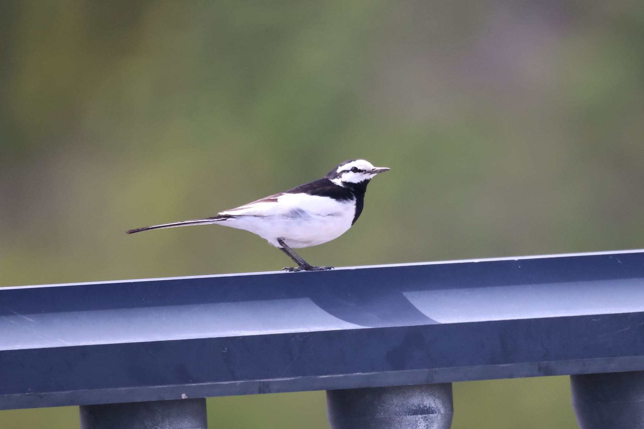 Photo of White Wagtail at 札幌モエレ沼公園 by will 73