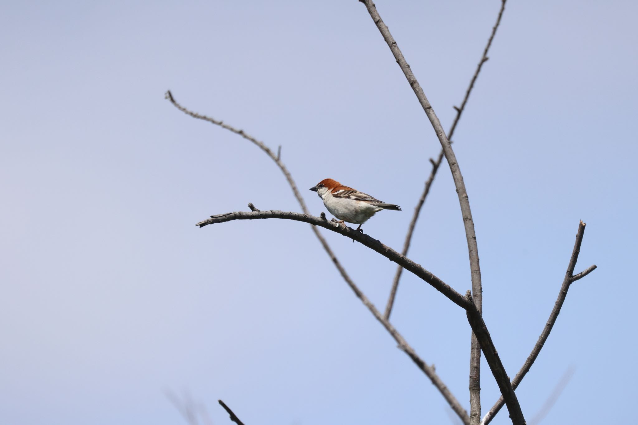 Russet Sparrow