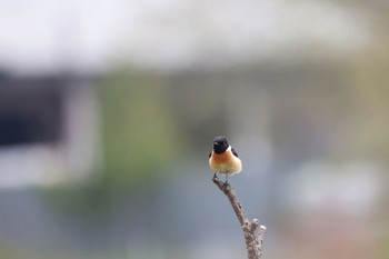 Amur Stonechat 札幌モエレ沼公園 Thu, 5/11/2023