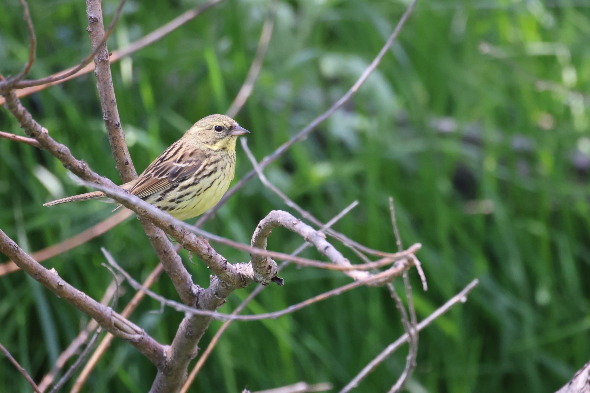 Photo of Masked Bunting at 札幌モエレ沼公園 by will 73