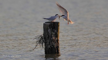 Little Tern Isanuma Tue, 5/9/2023