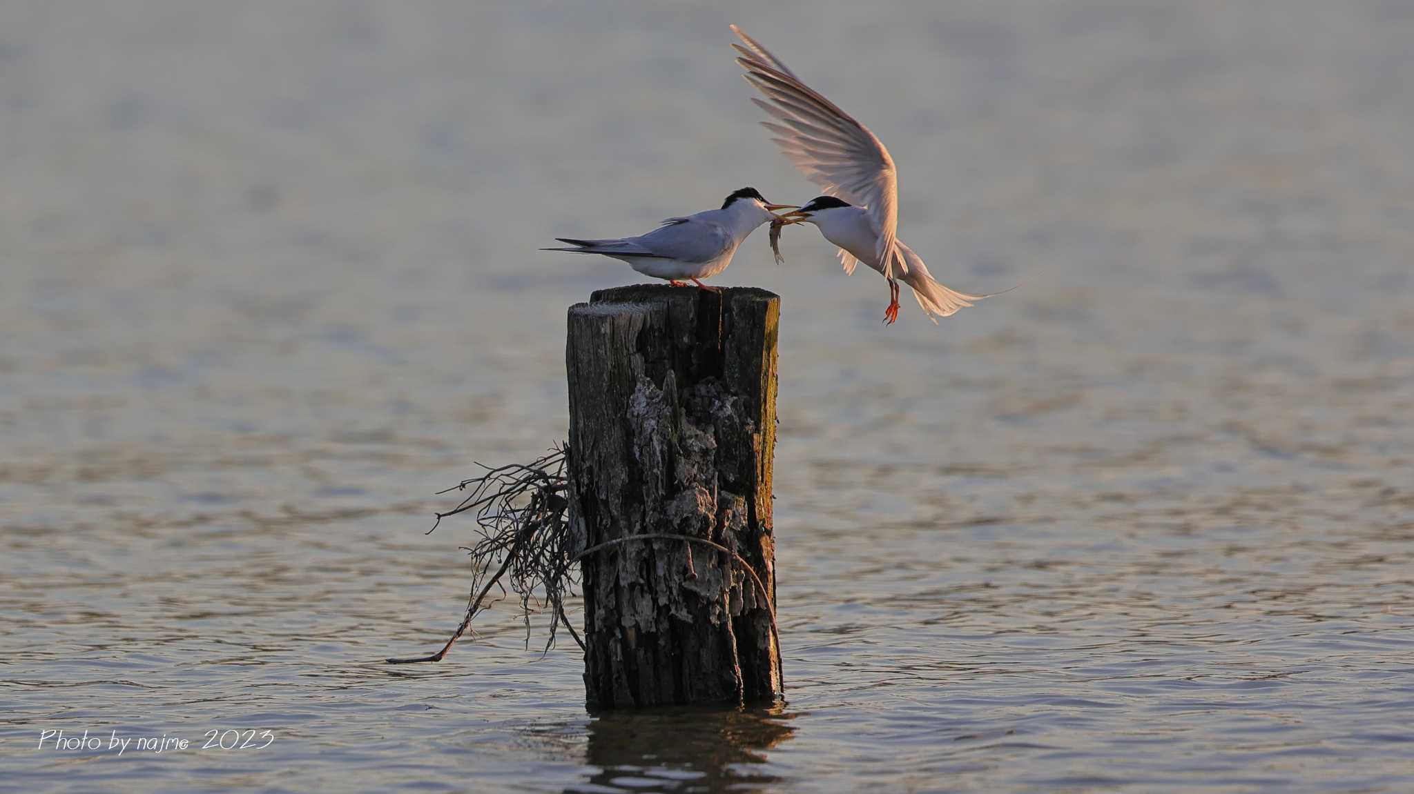 Photo of Little Tern at Isanuma by 中嶋辰