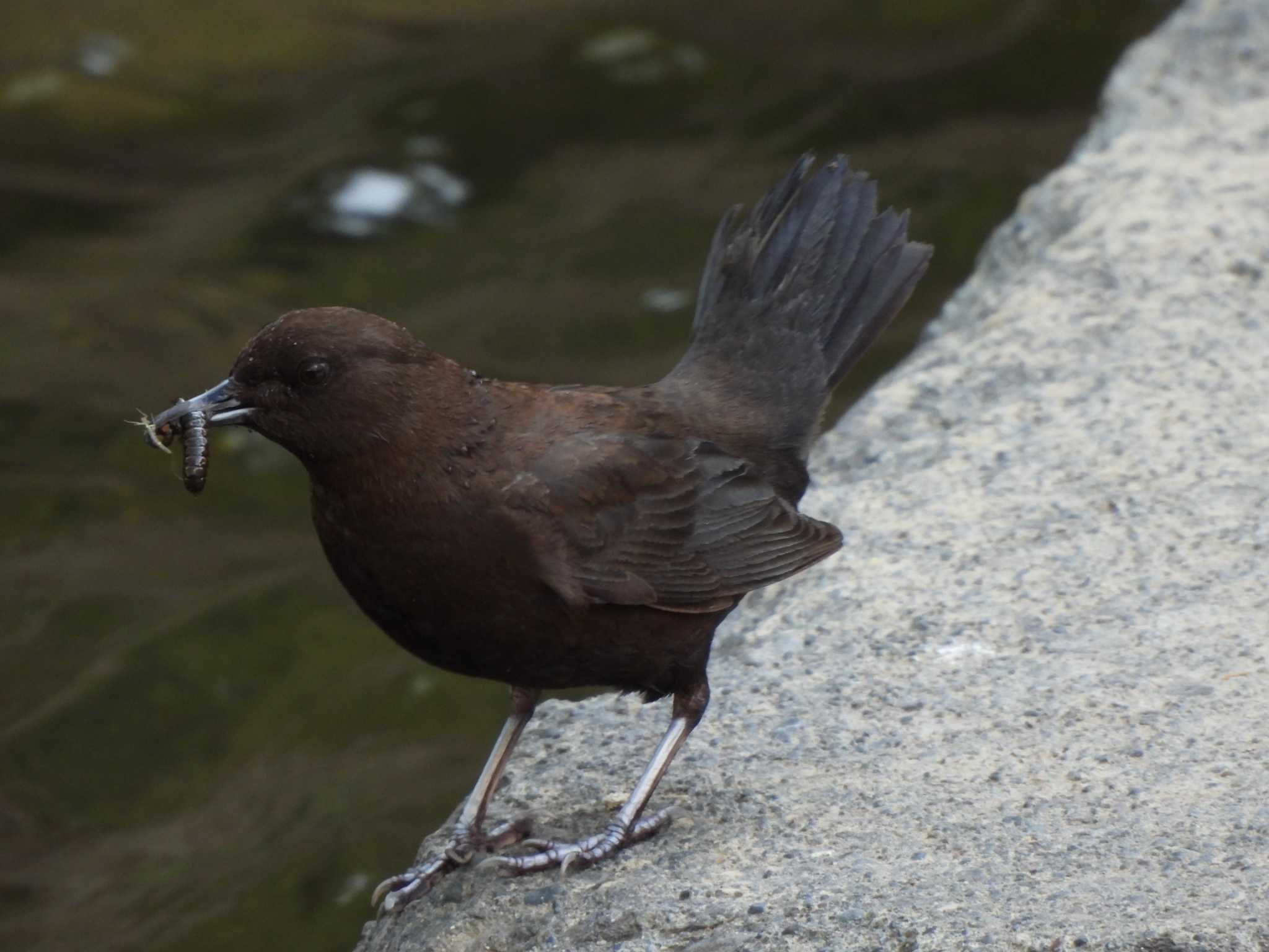 Photo of Brown Dipper at Makomanai Park by Ko Sato