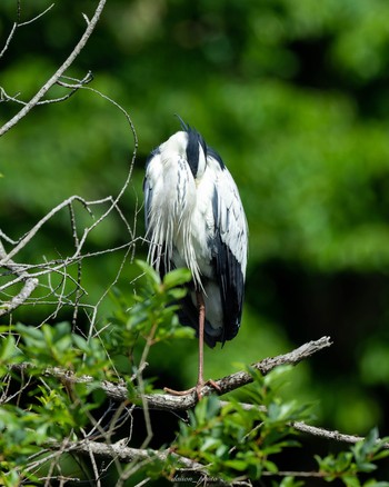2023年5月4日(木) 座間谷戸山公園の野鳥観察記録