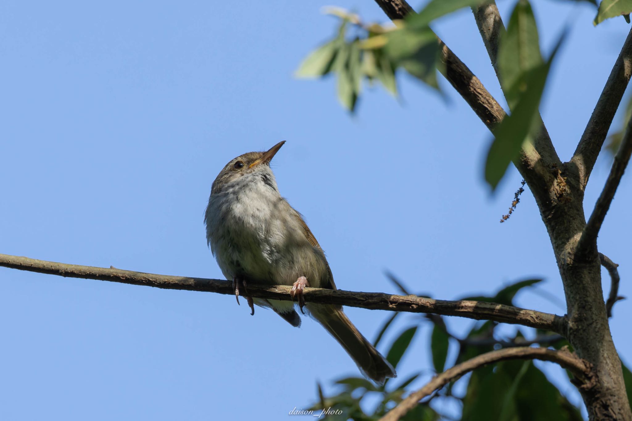 Japanese Bush Warbler