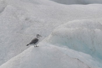 ミツユビカモメ Jökulsárlón 2022年9月7日(水)