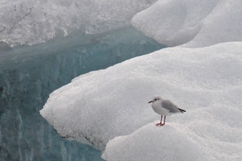 ユリカモメ Jökulsárlón 2022年9月7日(水)