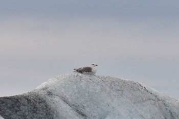 Great Black-backed Gull Jökulsárlón Wed, 9/7/2022