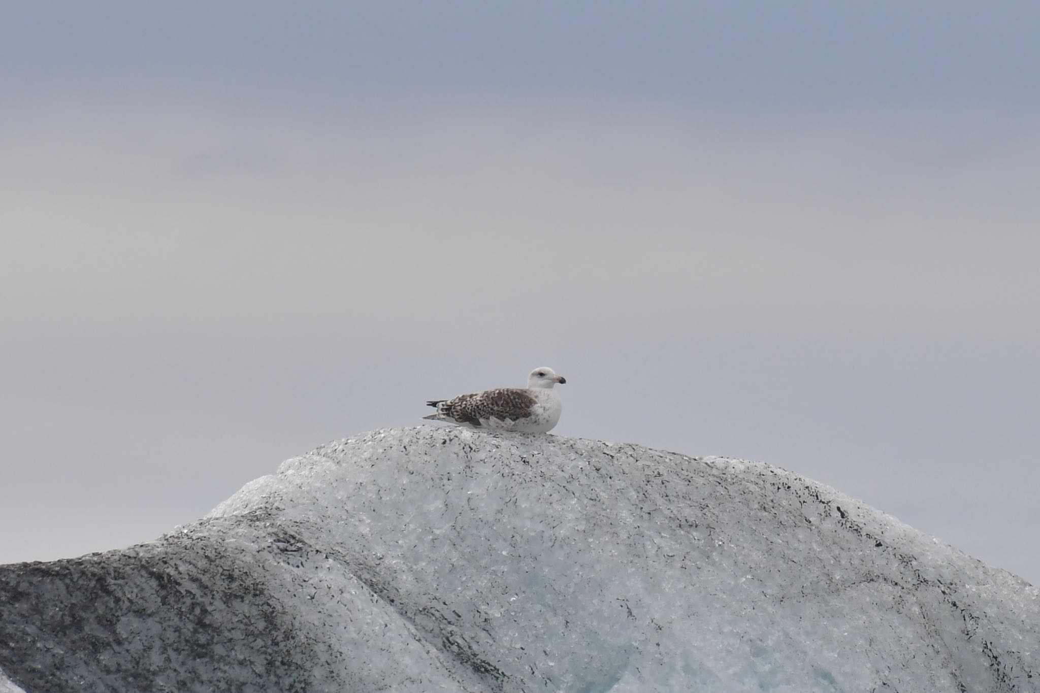 Jökulsárlón オオカモメの写真 by ひじき