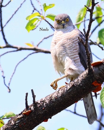 Japanese Sparrowhawk Unknown Spots Unknown Date