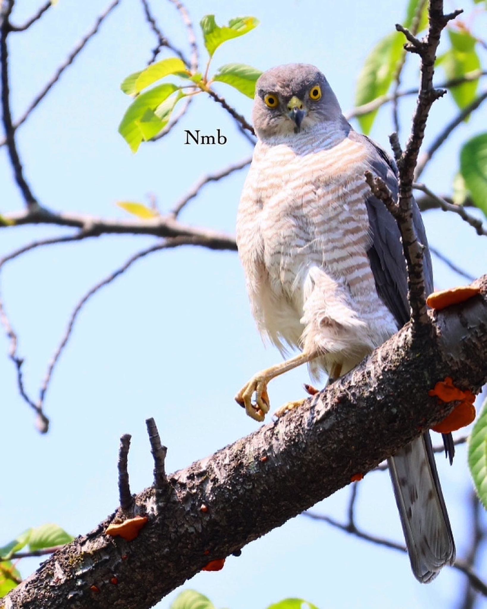 Photo of Japanese Sparrowhawk at  by soul.number.358
