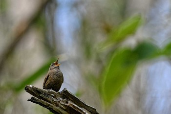 ミソサザイ 山梨県 2023年5月11日(木)