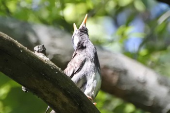 White-cheeked Starling 大阪府堺市 Thu, 5/11/2023