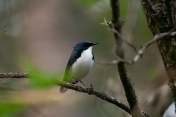 Siberian Blue Robin Unknown Spots Wed, 5/10/2023