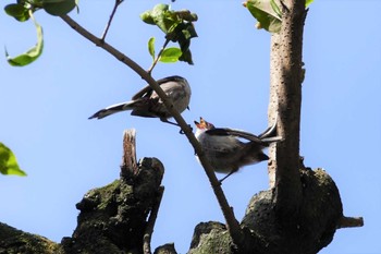 Long-tailed Tit 東京都 Fri, 5/5/2023