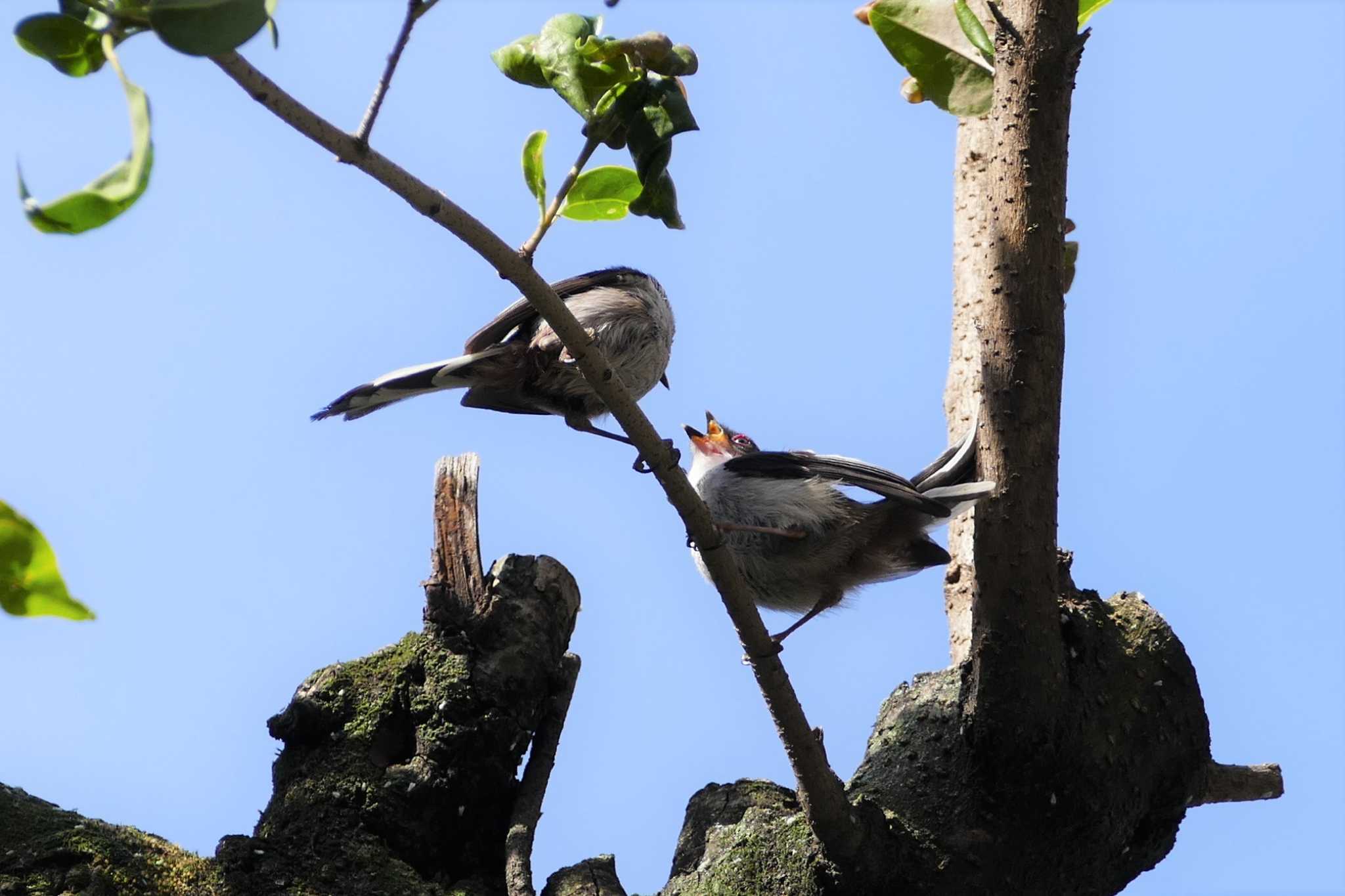 Photo of Long-tailed Tit at 東京都 by アカウント5509