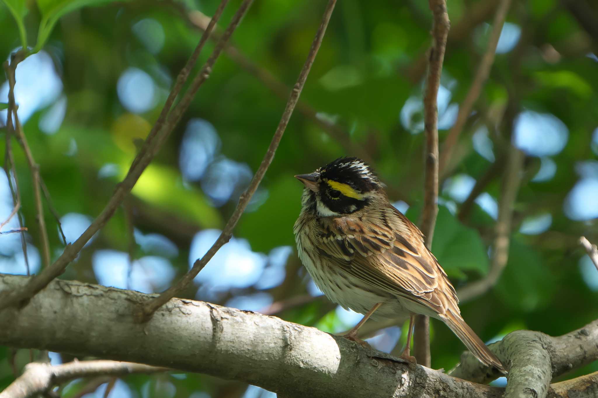Photo of Yellow-browed Bunting at Mishima Island by 禽好き