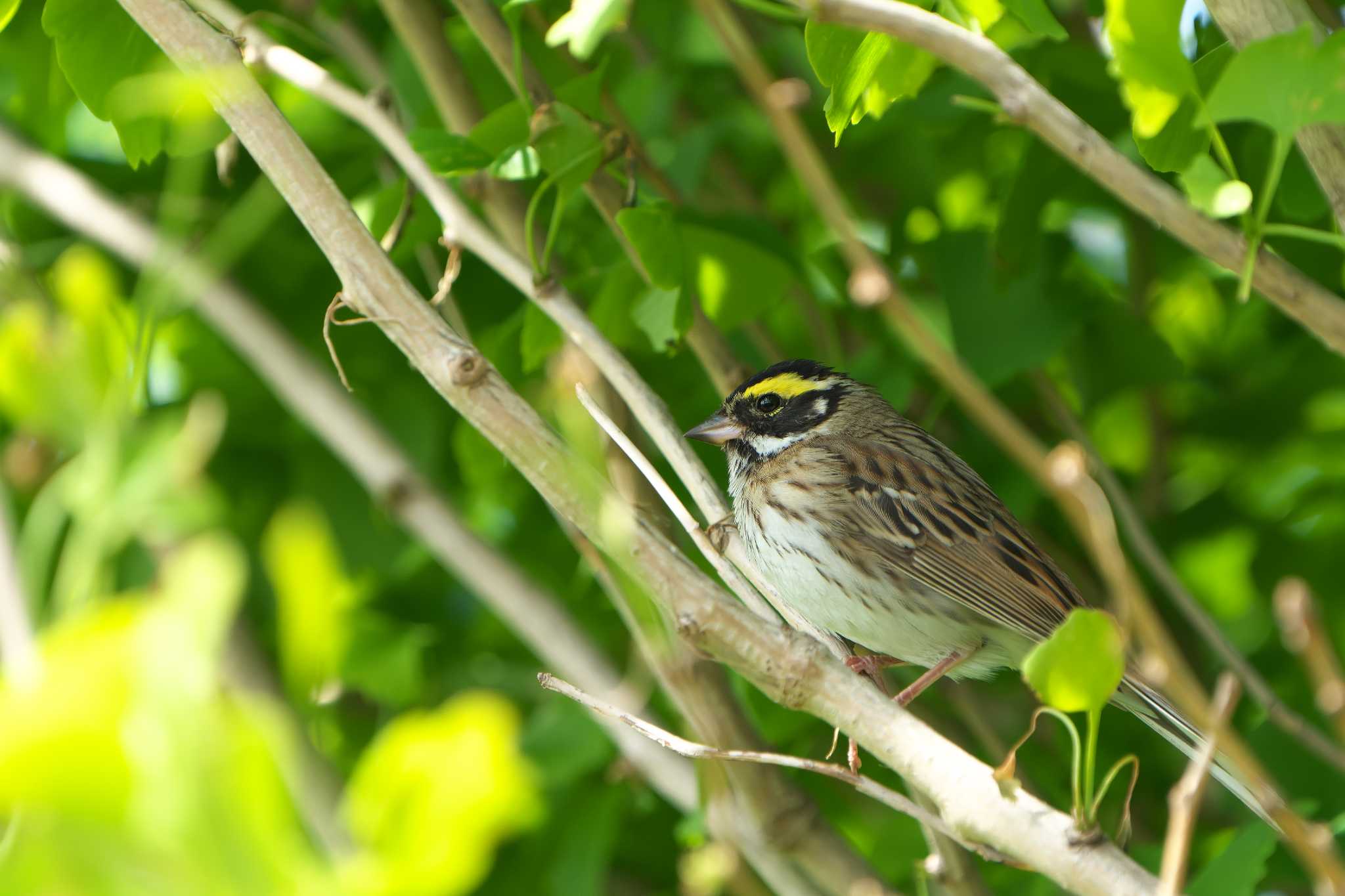 Yellow-browed Bunting