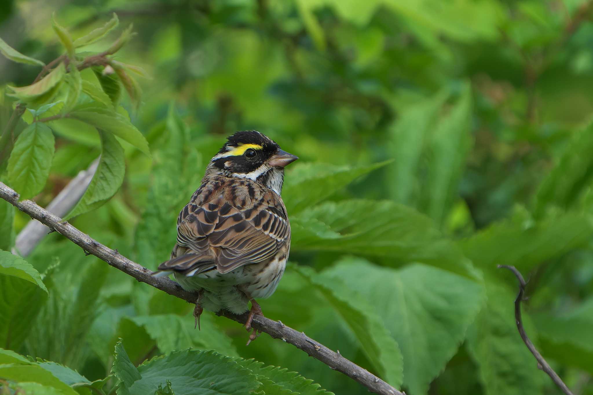 Yellow-browed Bunting