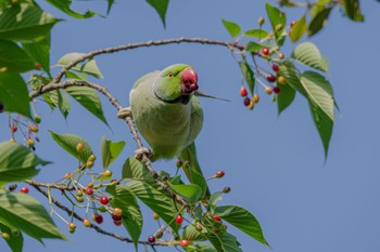 Indian Rose-necked Parakeet 都立青山霊園 Thu, 5/11/2023