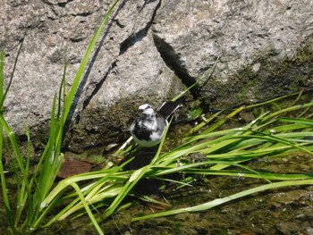 ハクセキレイ 平和の森公園、妙正寺川 2023年5月11日(木)