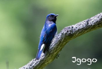 オオルリ 早戸川林道 2023年5月2日(火)