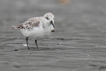 ミユビシギ ふなばし三番瀬海浜公園 2023年4月22日(土)