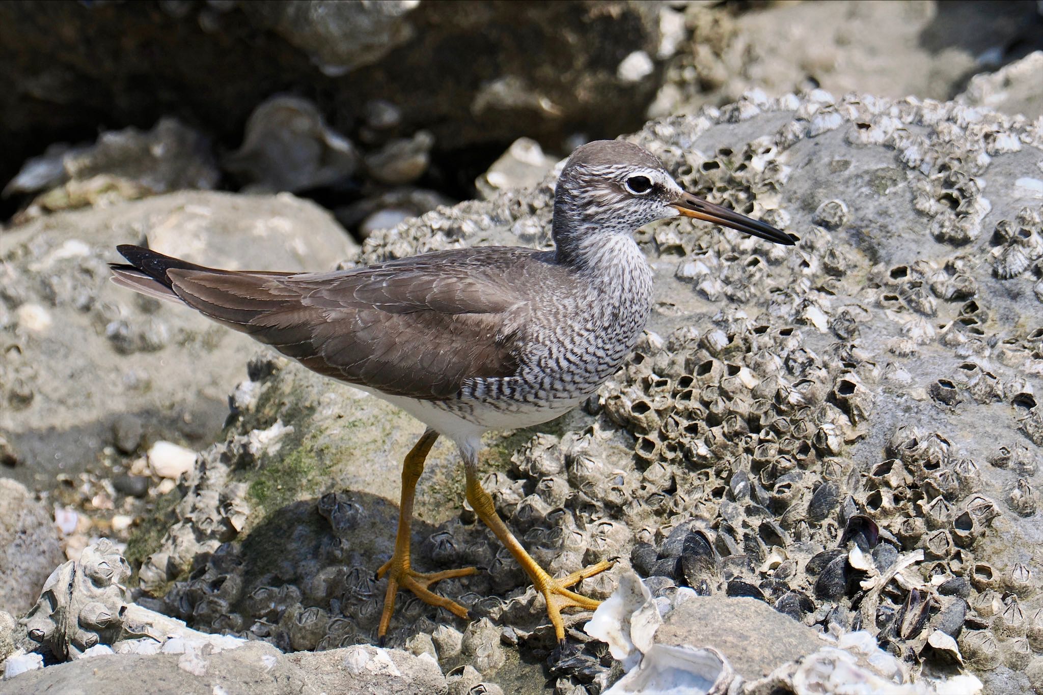 東京港野鳥公園 キアシシギの写真