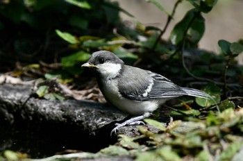 シジュウカラ 舞鶴公園 2023年5月10日(水)