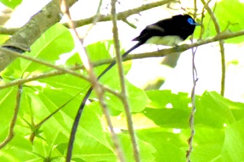 Black Paradise Flycatcher 鹿児島県霧島市 Thu, 5/11/2023