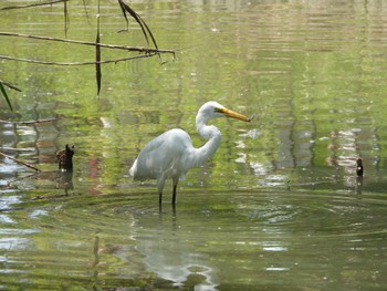 Tue, 5/2/2023 Birding report at 千里南公園