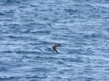 Parasitic Jaeger 城ヶ島 Sat, 4/29/2023