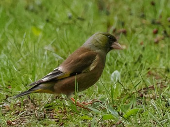 2023年5月11日(木) 福井緑地(札幌市西区)の野鳥観察記録