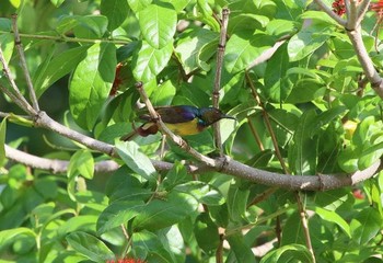 チャノドコバシタイヨウチョウ タイ 2018年6月14日(木)