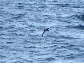 Short-tailed Shearwater 城ヶ島 Sat, 4/29/2023