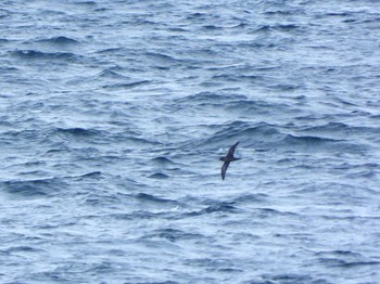 Short-tailed Shearwater 城ヶ島 Sat, 4/29/2023