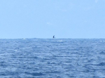 トウゾクカモメ 城ヶ島 2023年4月29日(土)