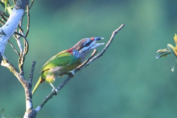 シリアカオオゴシキドリ Tam Dao National Park 2023年5月5日(金)