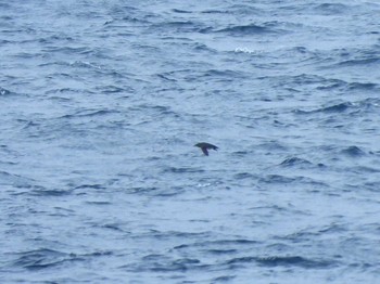 Rhinoceros Auklet 城ヶ島 Sat, 4/29/2023