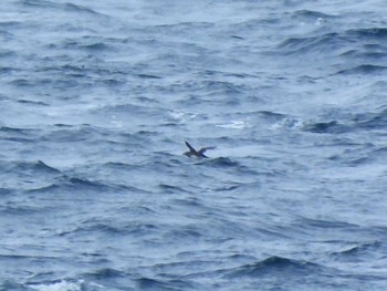 Rhinoceros Auklet 城ヶ島 Sat, 4/29/2023