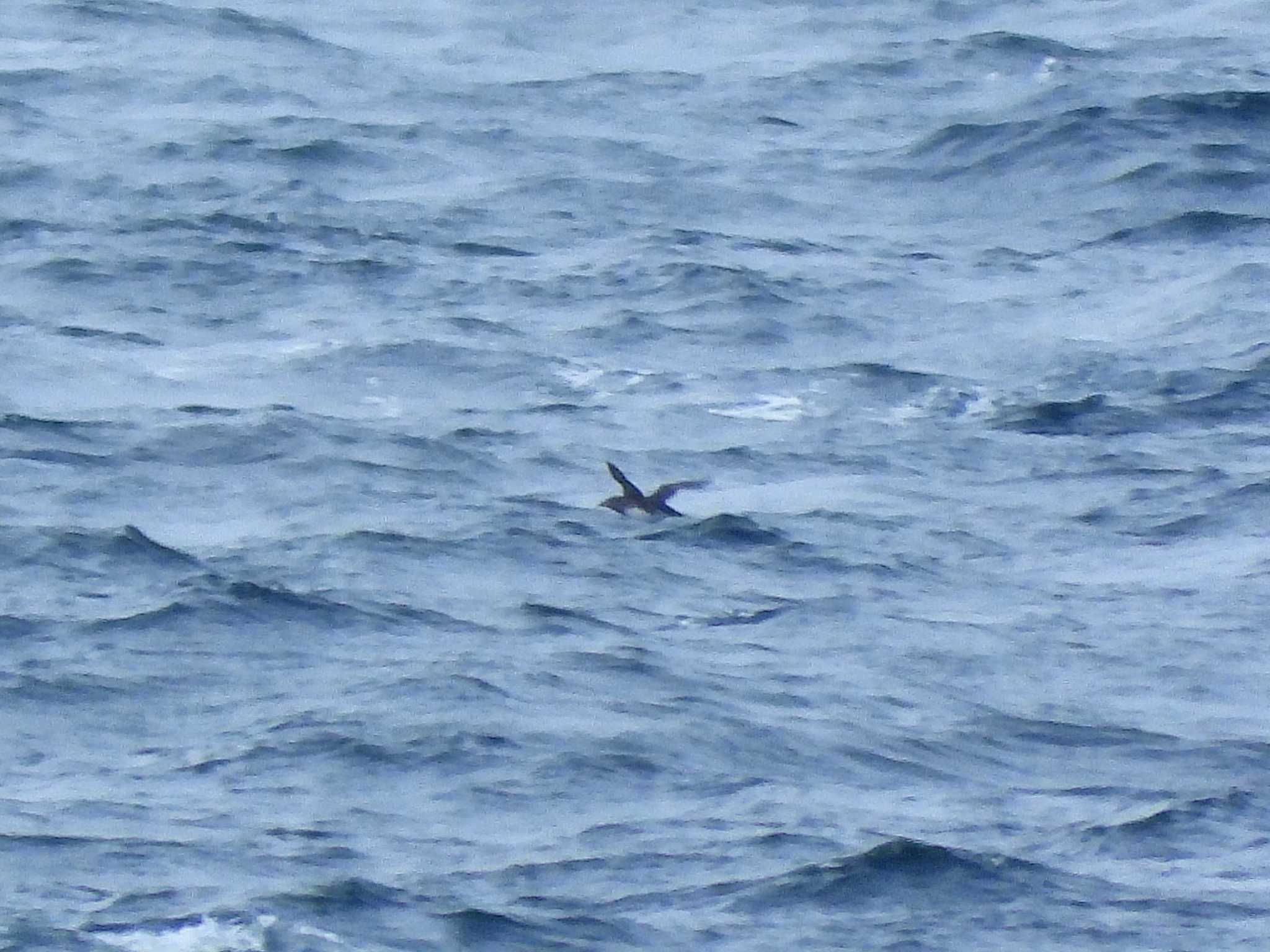 Rhinoceros Auklet