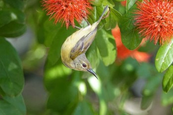 チャノドコバシタイヨウチョウ タイ 2018年6月14日(木)