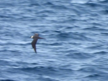 Parasitic Jaeger 城ヶ島 Sat, 4/29/2023