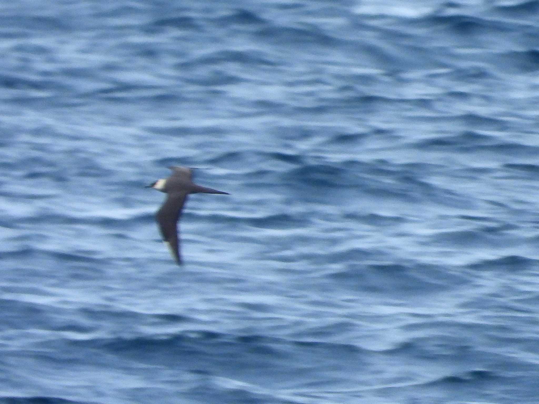 Parasitic Jaeger