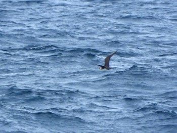 Parasitic Jaeger 城ヶ島 Sat, 4/29/2023