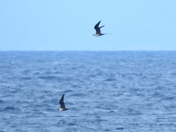 シロハラトウゾクカモメ 城ヶ島 2023年4月29日(土)