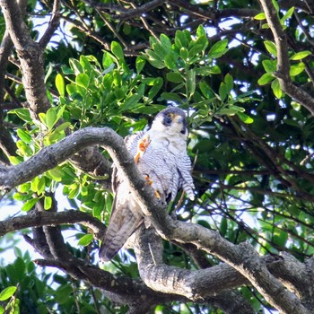 Peregrine Falcon 神奈川 Sun, 6/24/2018