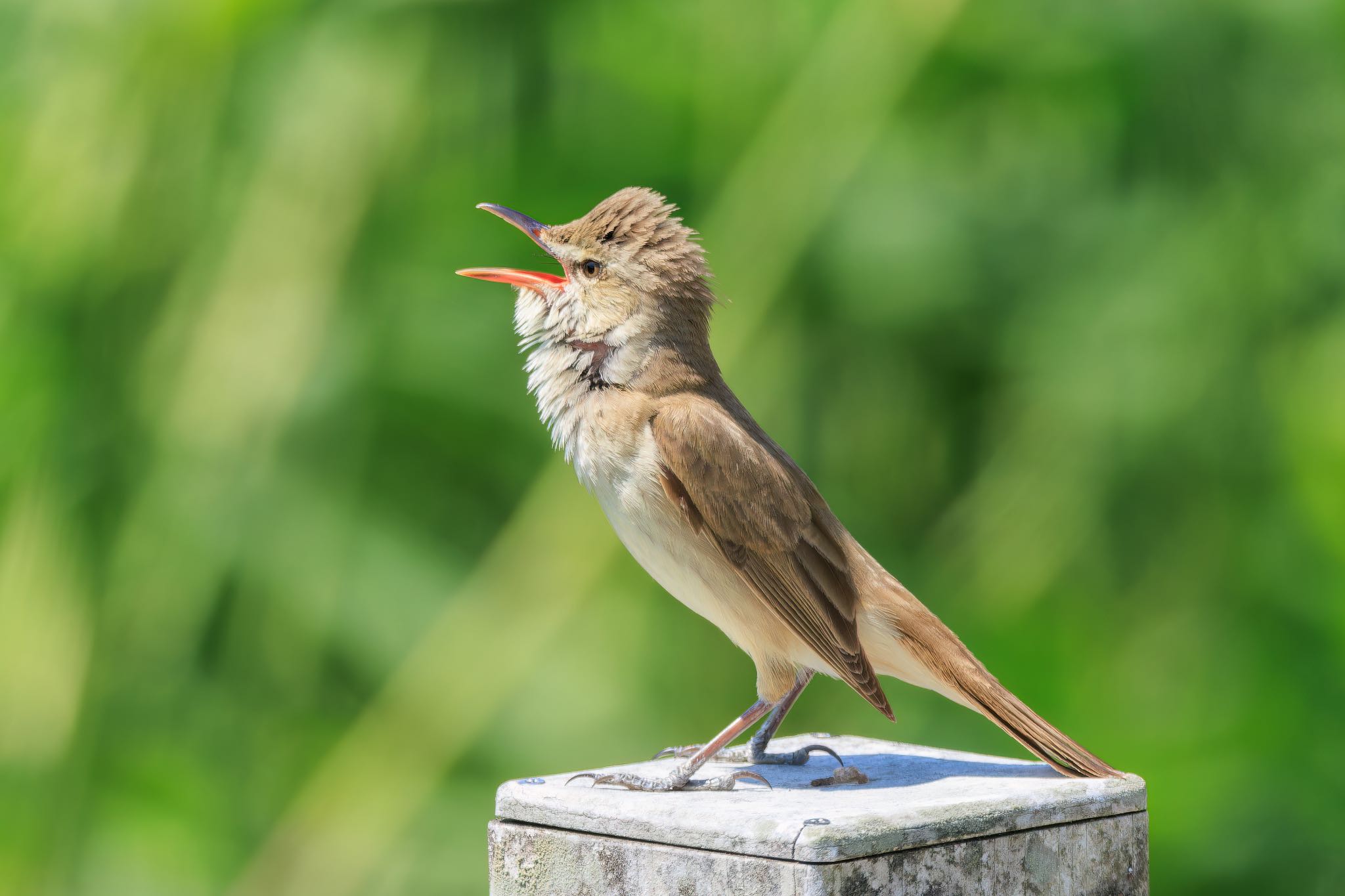 Photo of Oriental Reed Warbler at 中部台パーク by アカウント5104